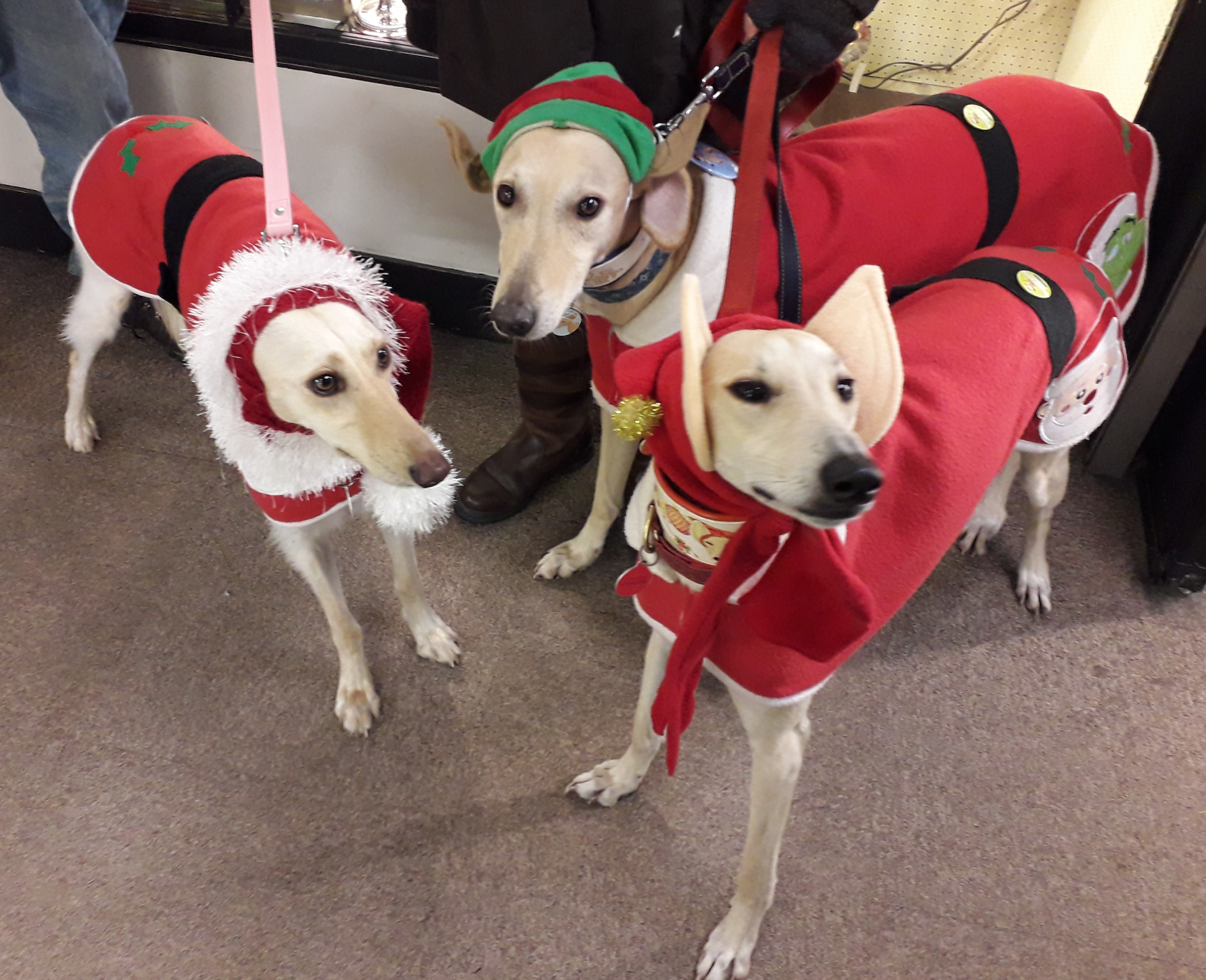 Hungerford Arcade Three Lovely Dogs Christmas Blog